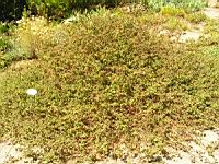 Lantana Sellowiana (en Corse) (01) (Photo F. Mrugala)